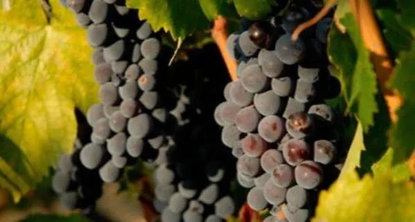 Carol Ξενοδοχείο